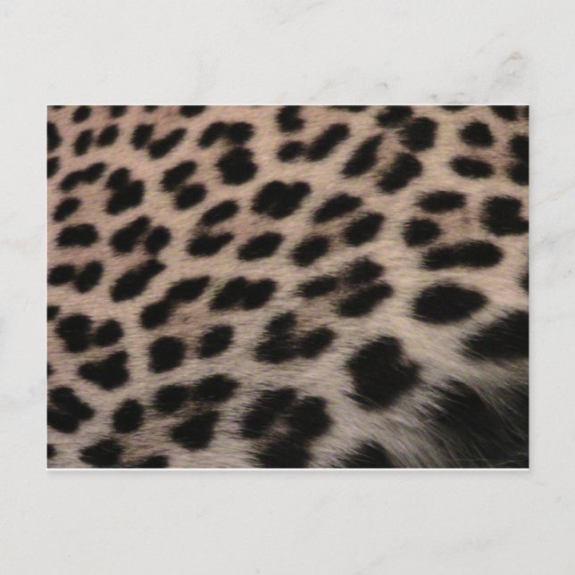 Bakgrund för Leopard-utskrift Vykort (Framsida)