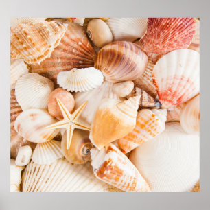 Bakgrund för Seashells: marint tema. Poster