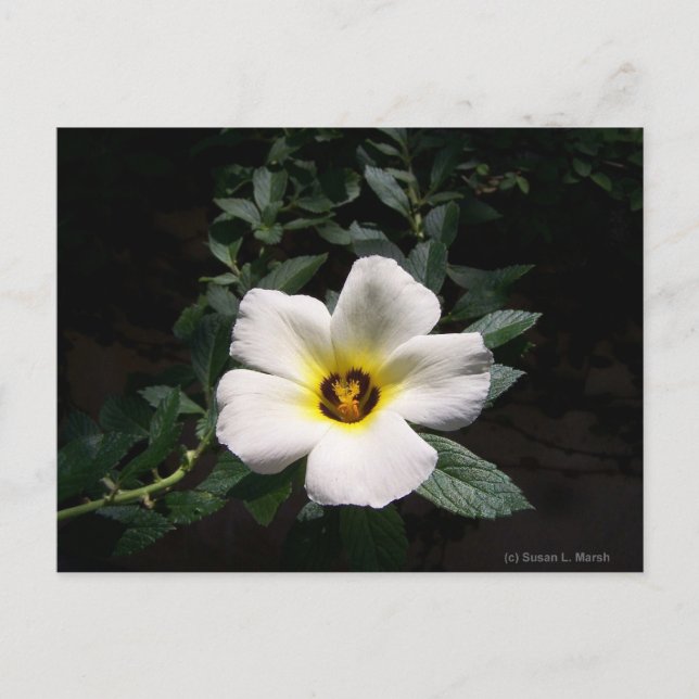 Bakgrund för vit hibiscus-blommans röda mittpunkt  vykort (Framsida)