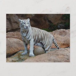 Bakgrund med sten bengal vit tiger vykort