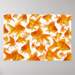 Bakgrund som visar en stor grupp av guldfisk poster