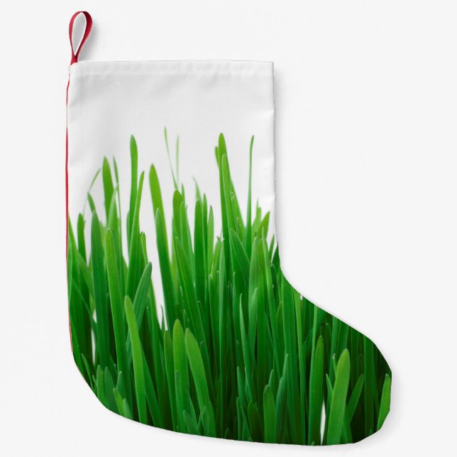 Bakgrund - stäng upp flora färsk liten julstrumpa (Framsidan)