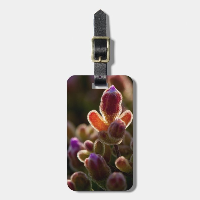 Bakgrundsbelyst färgrik suckulent blomknopp med ka bagagebricka (Vertikal Framsida)