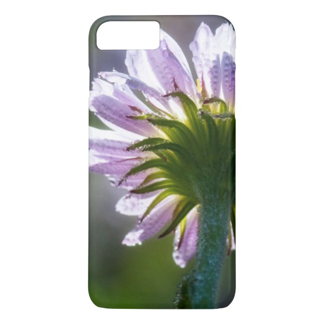 Bakgrundsbelyst lila vildblomma med daggdroppar Case-Mate iPhone skal (Baksida)
