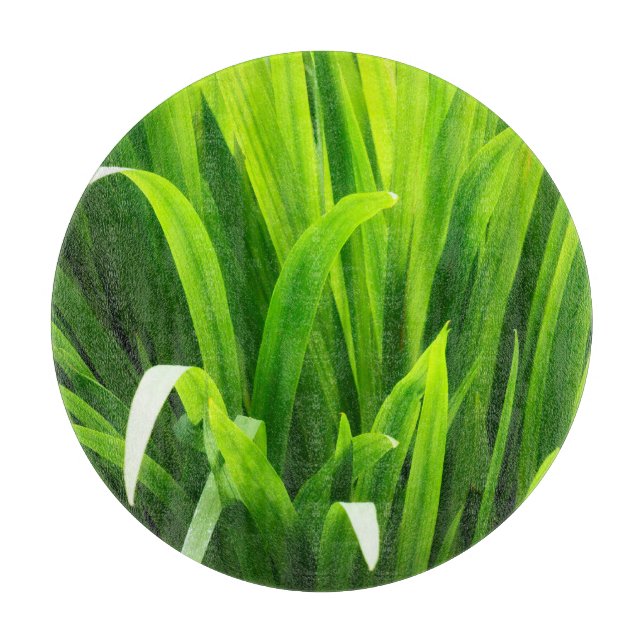 Bakgrundsbelysta blad i trädgården (Framsidan)