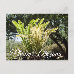 Bakgrundsbelysta palmer Phoenix, Arizona vykort