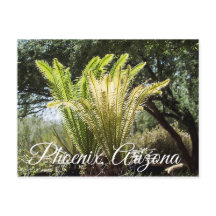 Bakgrundsbelysta palmer Phoenix, Arizona vykort