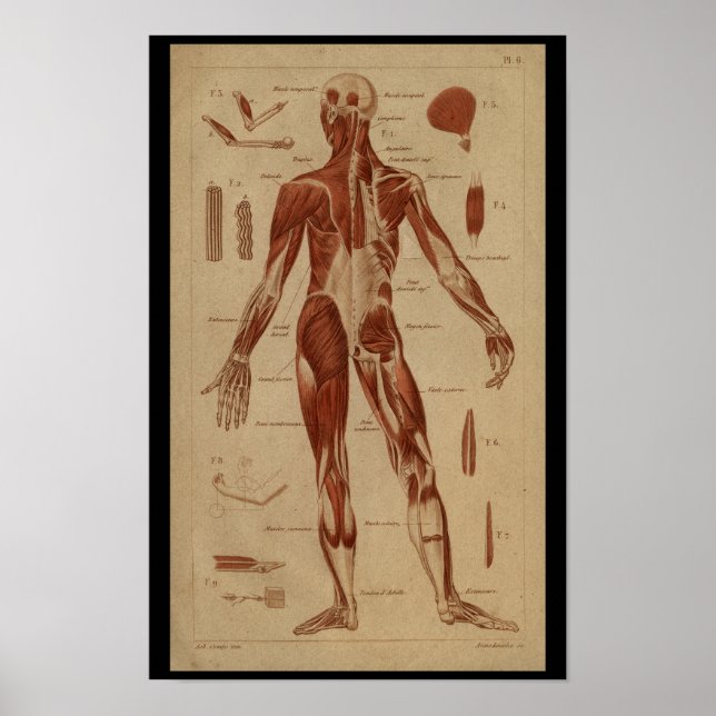 Bakmuskler Vintage Human Anatomy Print Poster (Framsidan)