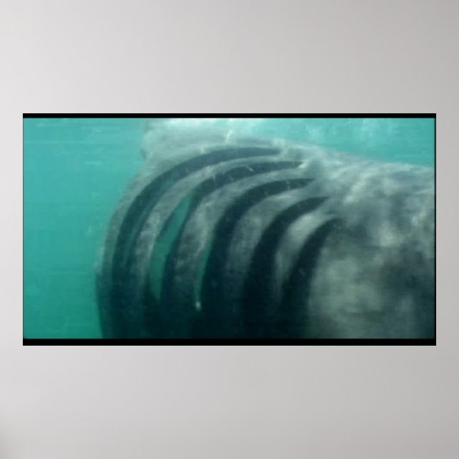 bakom en hajposter poster (Framsidan)