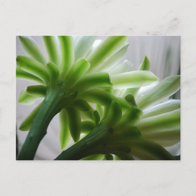 Bakom scenerna vykort (Framsida)