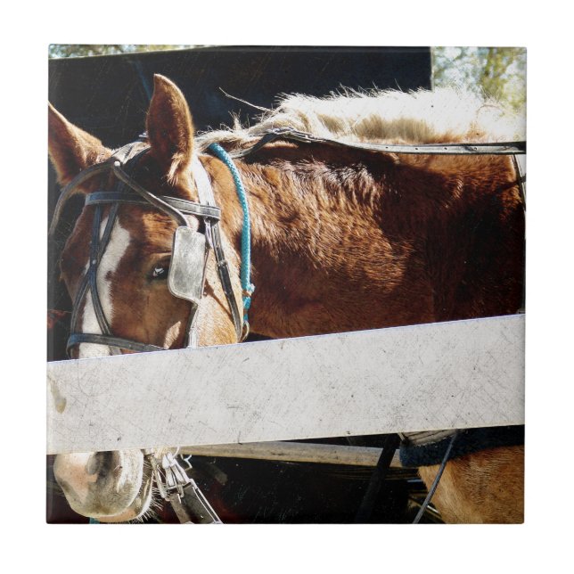Bakom stängslet Amish Horse Kakelplatta (Framsidan)