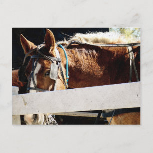 Bakom stängslet Amish Horse Vykort