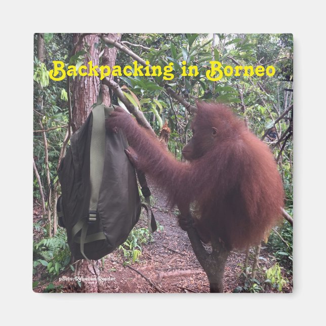 Bakpackning Borneo Orangutan Magnet (Framsidan)
