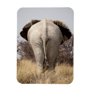 Bakre vy av elefant magnet