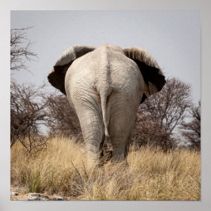 Bakre vy av elefant poster