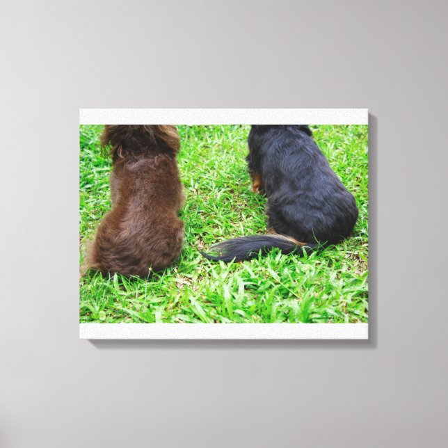 Bakre vy av två Dachshund hundar Canvastryck (Framsida)
