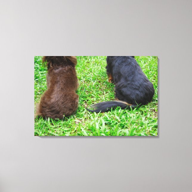 Bakre vy av två Dachshund hundar Canvastryck (Framsida)