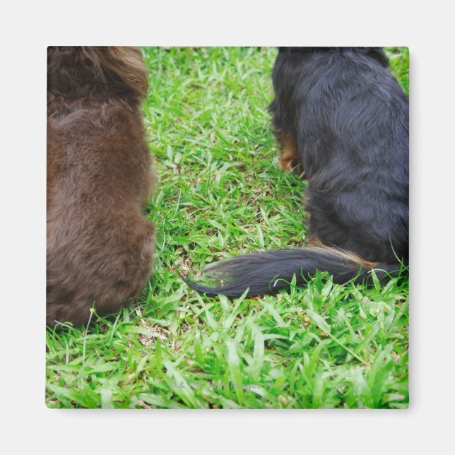 Bakre vy av två Dachshund hundar Magnet (Framsidan)