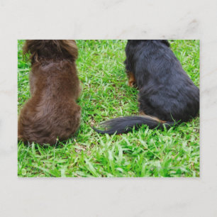 Bakre vy av två Dachshund hundar Vykort
