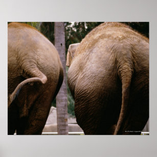 Baksida av asiatiska elefanter poster