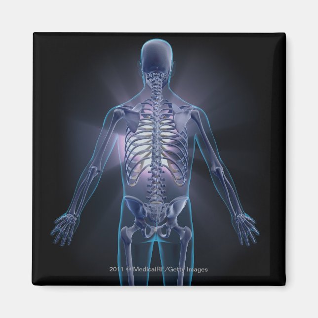 Baksida av ett mänskligt skelett magnet (Framsidan)