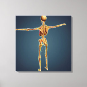 Baksida av humant Skeleton med nervsystem Canvastryck