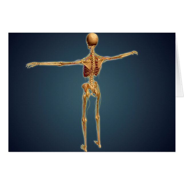 Baksida av humant Skeleton med nervsystem Hälsningskort (Framsidan Horizontal)
