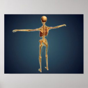 Baksida av humant Skeleton med nervsystem Poster