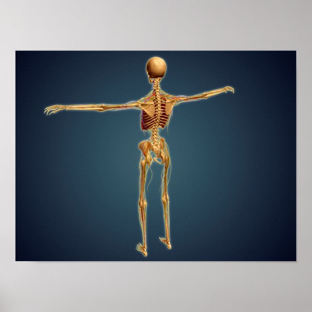 Baksida av humant Skeleton med nervsystem Poster (Framsidan)