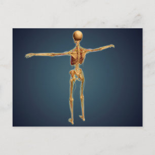 Baksida av humant Skeleton med nervsystem Vykort