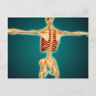 Baksida av humant Skeleton med nervsystem Vykort