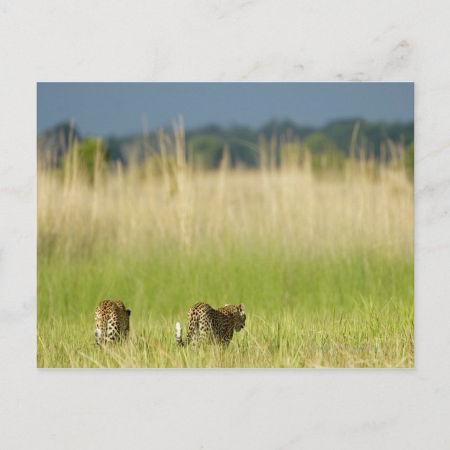 Baksida av Leopard (Panthera pardus) och unge Vykort (Framsida)