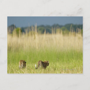 Baksida av Leopard (Panthera pardus) och unge Vykort