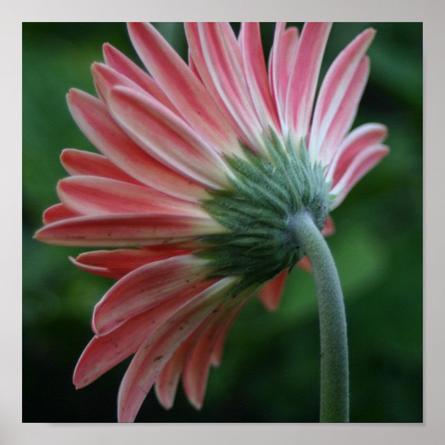 Baksida av rosa gerber daisy poster (Framsidan)