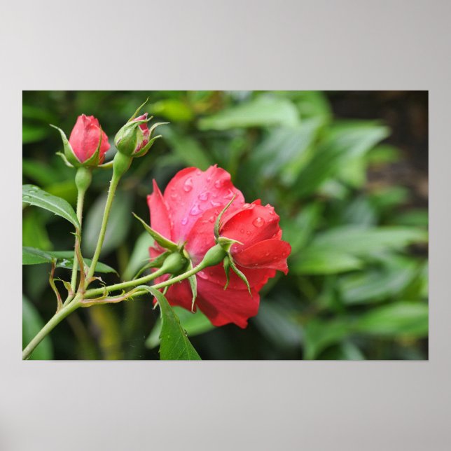 Baksida av små rosa rosor med regndroppar poster (Framsidan)