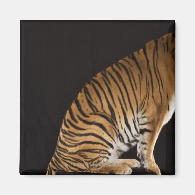 Baksida av tiger sitta på plattformen magnet (Framsidan)