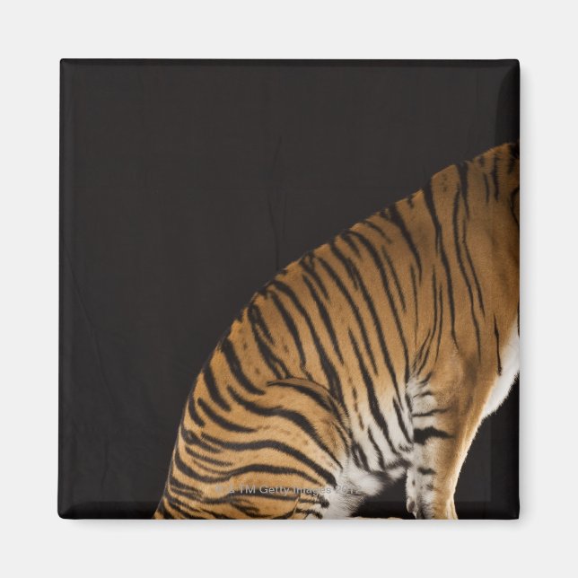 Baksida av tiger sitta på plattformen magnet (Framsidan)