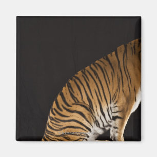 Baksida avslutar av tigersitta på plattformen magnet