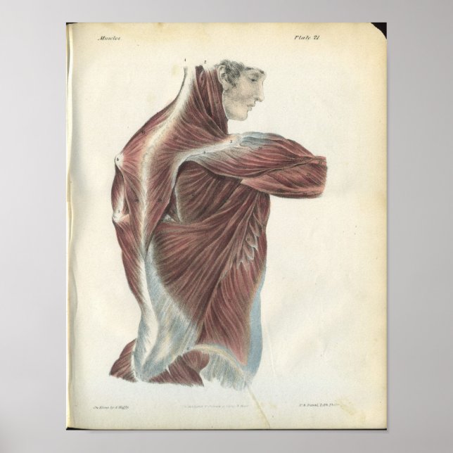 Baksida och skuldermuskler Anatomiskt utskrift Poster (Framsidan)