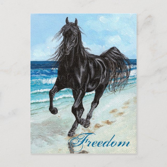 Baksida Stallion Arabian-vykort för hästfrihet Vykort (Framsida)