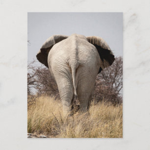 Baksidaen beskådar av elefant vykort