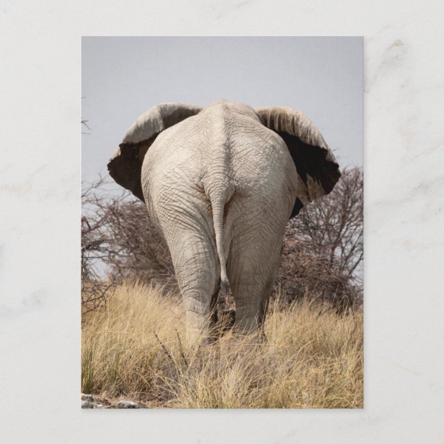 Baksidaen beskådar av elefant vykort (Framsida)