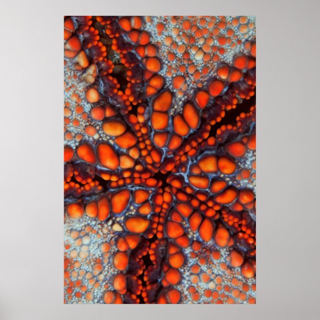 Baksidan av Sea Star |Kambodja Poster (Framsidan)