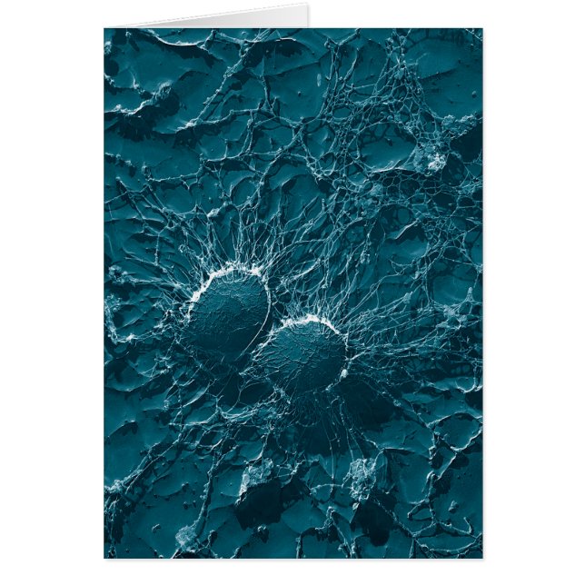 Bakterie- celler av staphylococcusen - aureus slut hälsningskort (Framsidan)