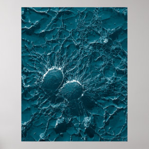 Bakterie- celler av staphylococcusen - aureus slut poster