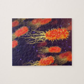 BakterieFlagella Pussel