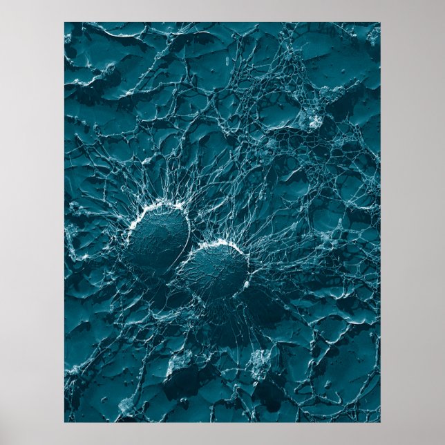 Bakteriella celler av Staphylococcus Aureus Close  Poster (Framsidan)