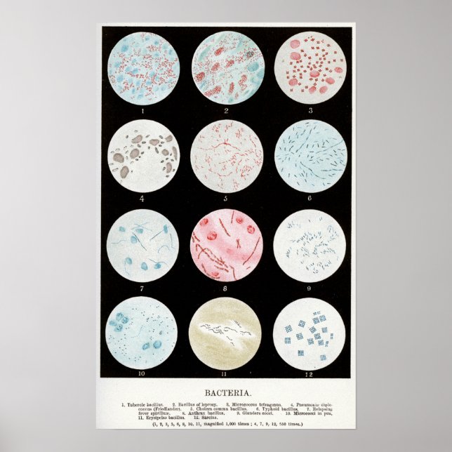 Bakterier Poster (Framsidan)