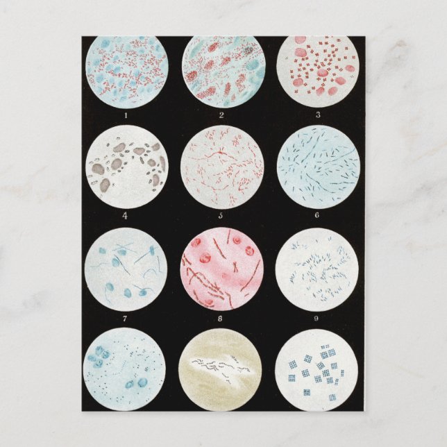 Bakterier Vykort (Framsida)