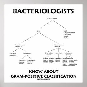 Bakteriologer Know Gram-Positive Classification Poster